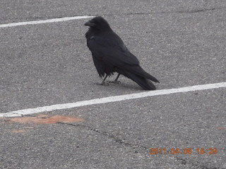 Canyonlands Mesa Arch parking lot - raven