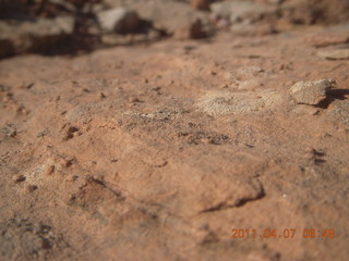 Canyonlands Lathrop hike/run - rock with tiny pimples