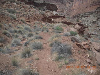 Canyonlands Lathrop hike/run - flora