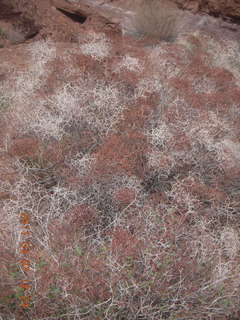 Canyonlands Lathrop hike/run - flora