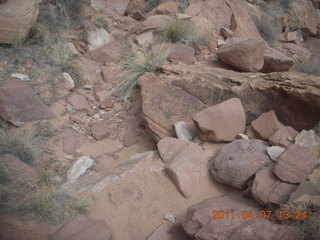 Canyonlands Lathrop hike/run - flora