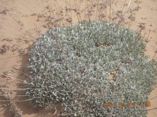 Canyonlands Lathrop hike/run - flora