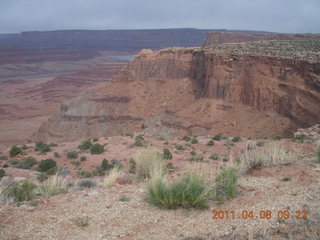 Anticline Overlook - flora