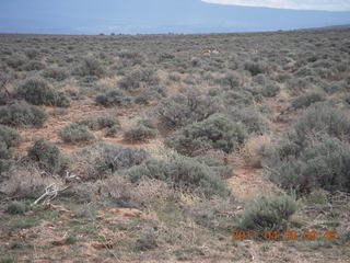 90 7j8. dirt road drive from Anticline Overlook - deer