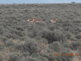 91 7j8. dirt road drive from Anticline Overlook - deer