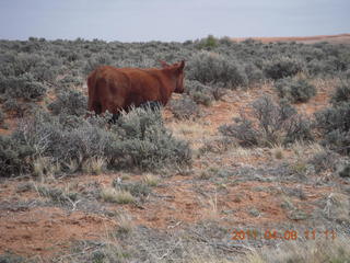 drive to Canyonlands Needles - cow