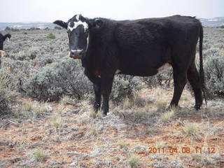 140 7j8. drive to Canyonlands Needles - cow
