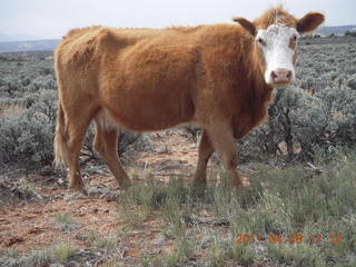 drive to Canyonlands Needles - cow