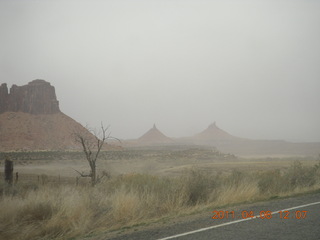 drive to Canyonlands Needles - cow