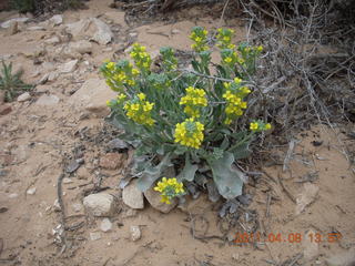 211 7j8. Canyonlands Needles flora - Cave Spring hike - flora