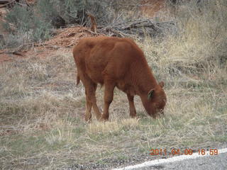 drive from Needles back to Moab - cow