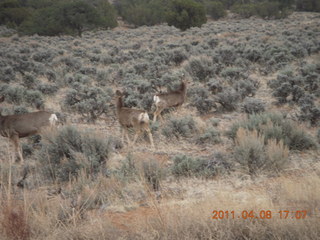316 7j8. drive from Needles back to Moab - mule deer