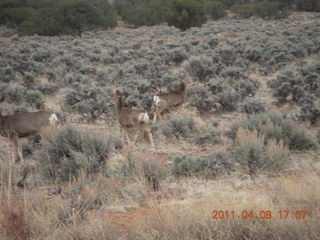 drive from Needles back to Moab - mule deer