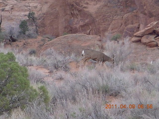 Arches Devil's Garden hike - mule deer