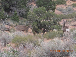 Arches Devil's Garden hike - mule deer