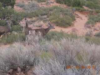 Arches Devil's Garden hike - mule deer