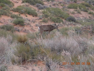 Arches Devil's Garden hike - mountain lion warning sign