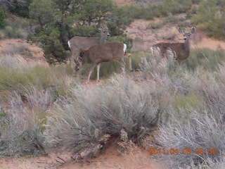 Arches Devil's Garden hike - mule deer