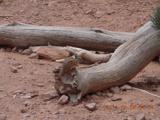 74 7j9. Arches Devil's Garden hike