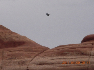 Arches Devil's Garden hike - flying raven