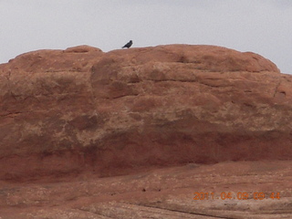 115 7j9. Arches Devil's Garden hike - raven