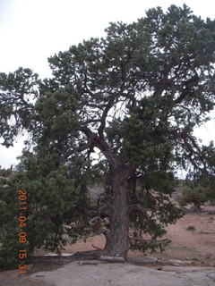 269 7j9. Dead Horse Point - Basin View hike - Pinyon (everybody's got one)