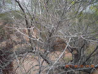 Vulture Mine tour - mine pit behind tree