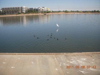 Tempe Town Lake birds