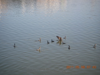 Tempe Town Lake birds