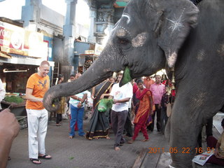 India - afternoon group in Puducherry (Pondicherry)  - Jon feeding elephant