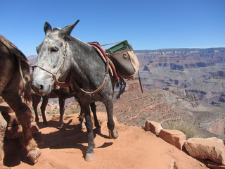 Norbert's pictures - Grand Canyon trip - mule