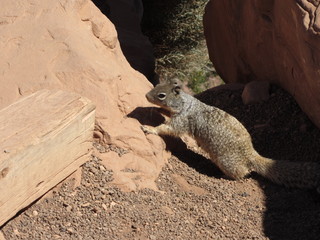 Norbert's pictures - Grand Canyon trip