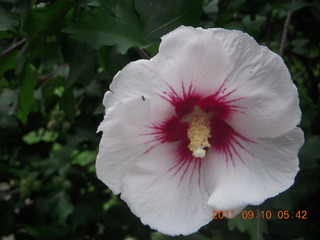 457 7pa. Betsy's yard in Elkins Park - flower closeup