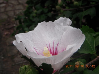 458 7pa. Betsy's yard in Elkins Park - flower closeup