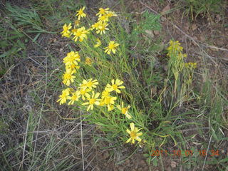 Negrito fly-in - flowers