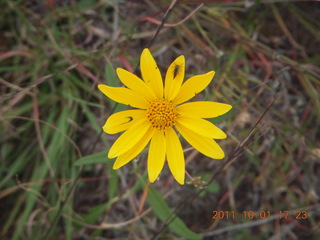 Negrito fly-in - flower