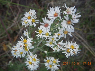 Negrito fly-in - flowers