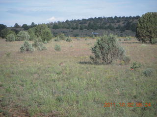 Beaverhead run