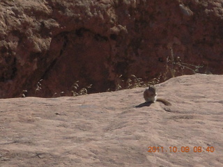 57 7q9. Arches National Park - Devil's Garden hike - chipmunk