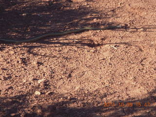 115 7q9. Dead Horse Point hike - snake