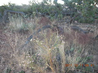 Canyonlands National Park - Lathrop trail hike