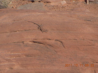 Canyonlands National Park - Lathrop trail hike - lizard