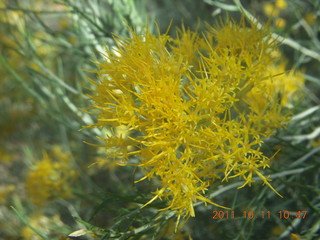 106 7qb. Canyonlands National Park - Lathrop trail hike - plant