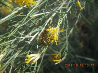 Canyonlands National Park - Lathrop trail hike - Colorado River area