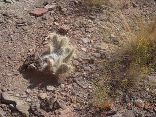 172 7qb. Canyonlands National Park - Lathrop trail hike