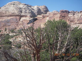 Canyonlands National Park - Green River overlook