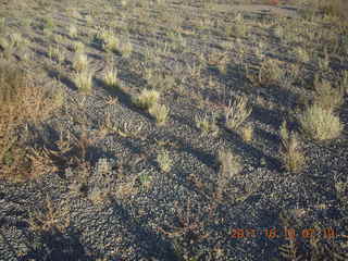 plants at Hanksville (HVE)