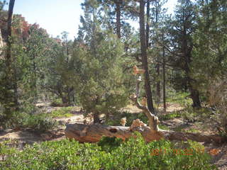 Sean's Bryce Canyon photos