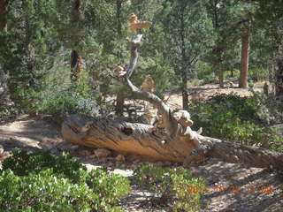 Sean's Bryce Canyon photos