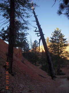 Bryce Canyon trees